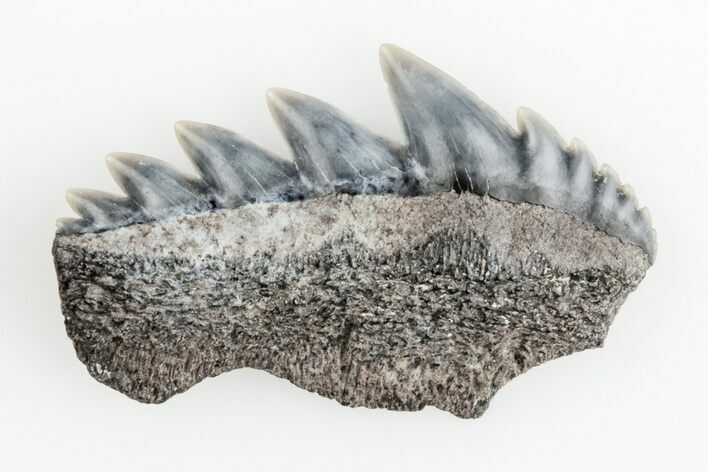 Fossil Cow Shark (Notorhynchus) Tooth - Aurora, NC #184531